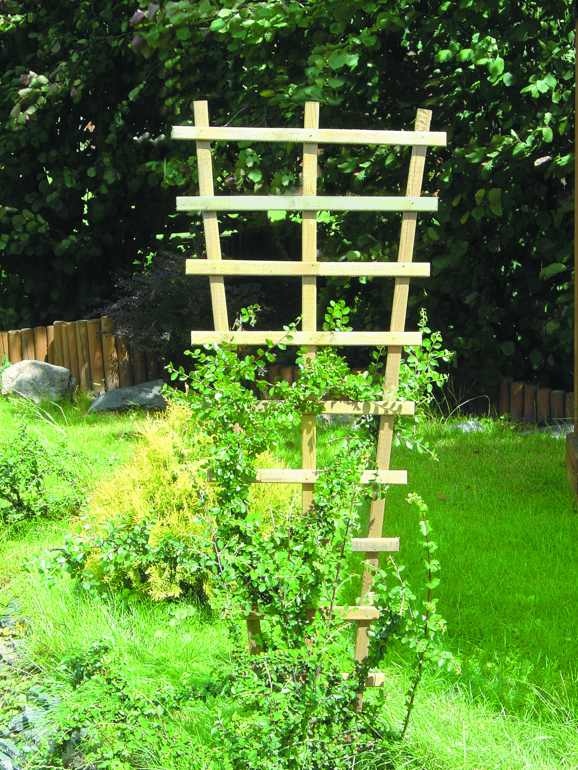 Trapezrankgitter Ein bepflanzter Trapezrankitter im Garten